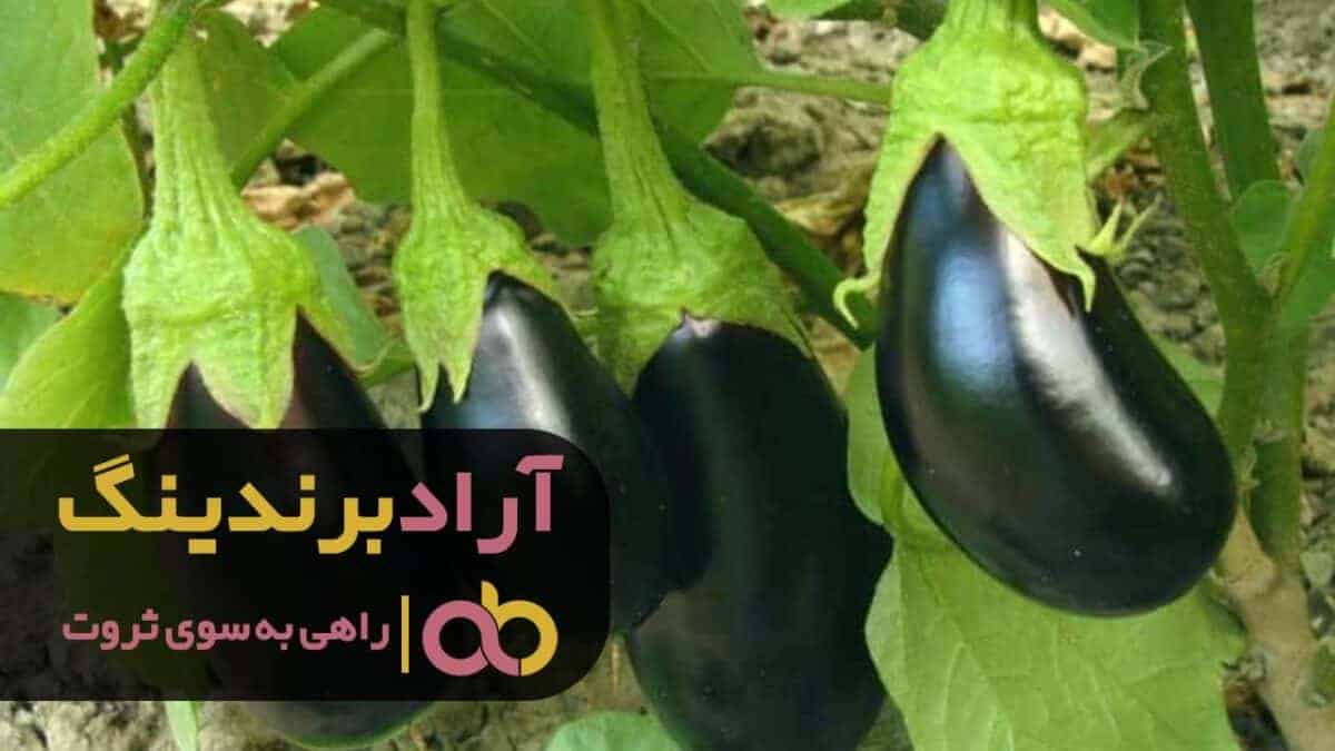 word image 204974 2 scaled - قیمت بادمجان لامپی گلخانه ای ورامین - بادمجان لامپی