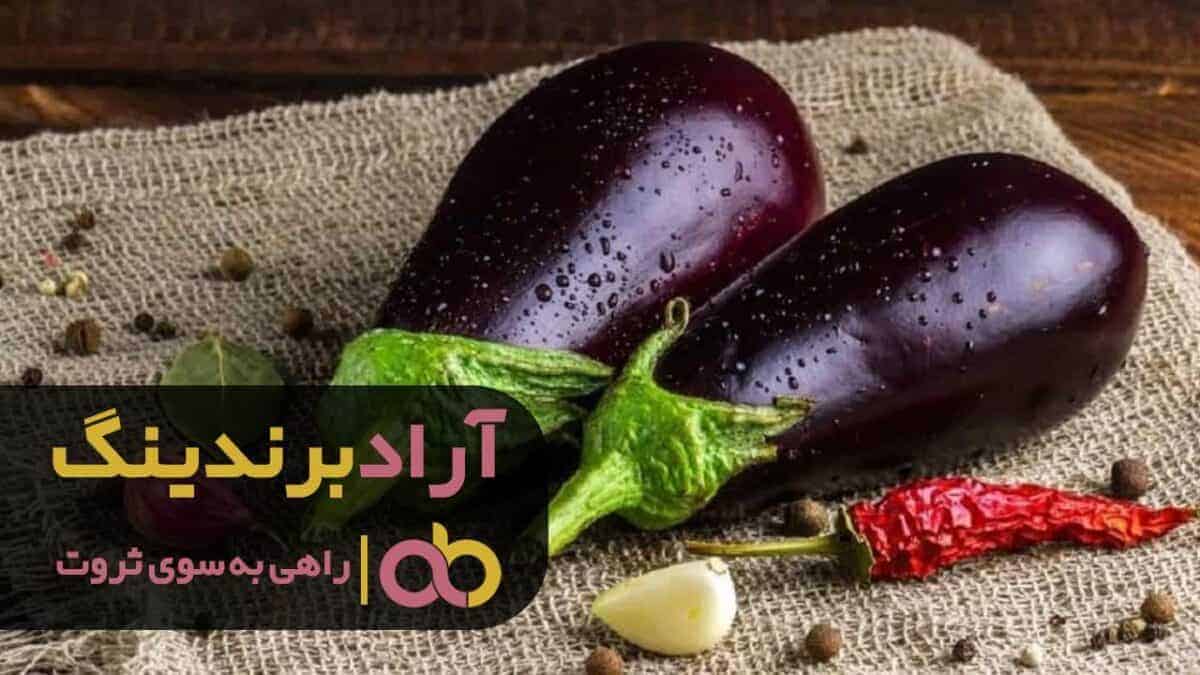 word image 204974 3 scaled - قیمت بادمجان لامپی گلخانه ای ورامین - بادمجان لامپی