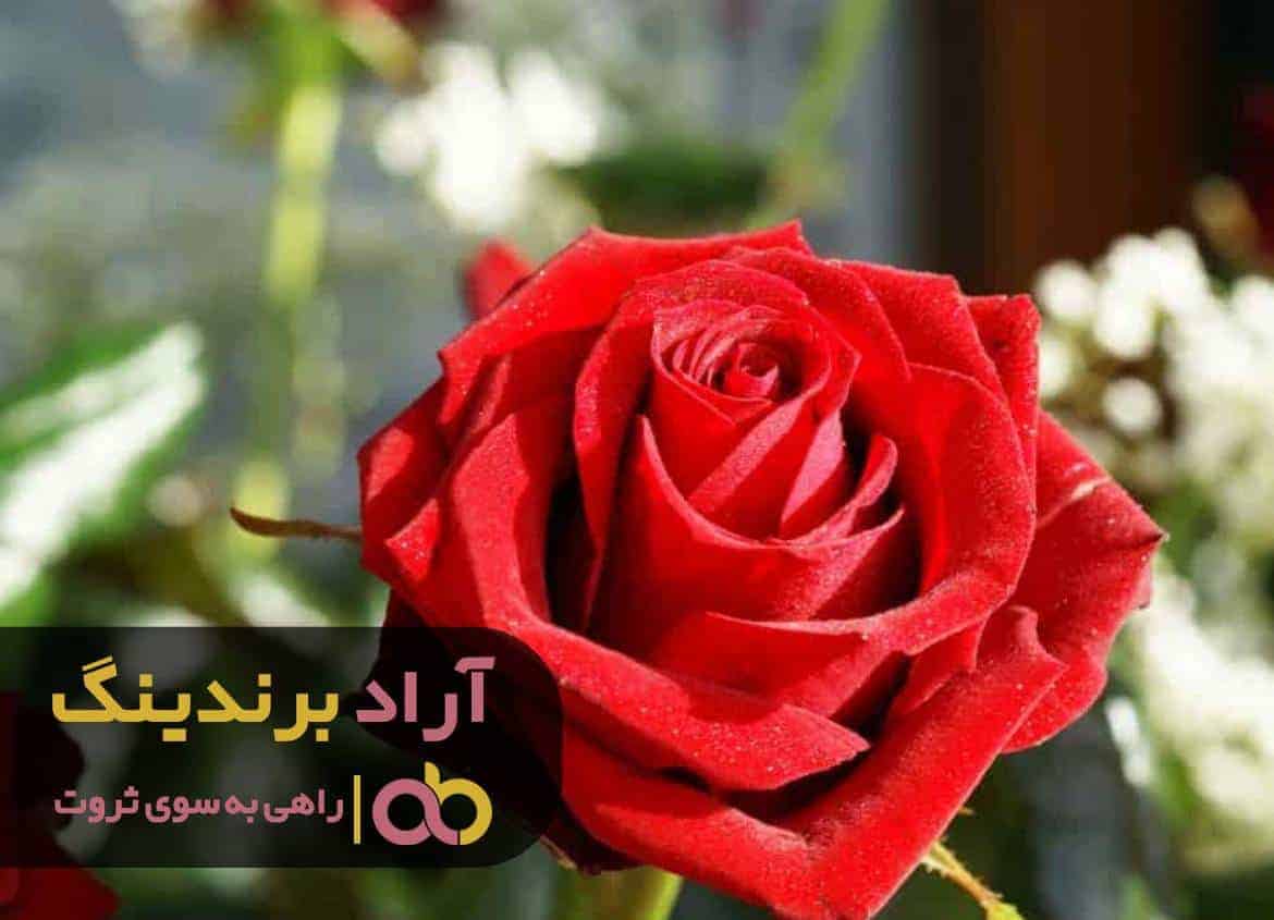 word image 205221 1 - قیمت رز هلندی رنگی باغچه ای -