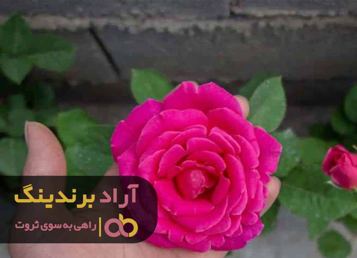 word image 205221 3 - قیمت رز هلندی رنگی باغچه ای -