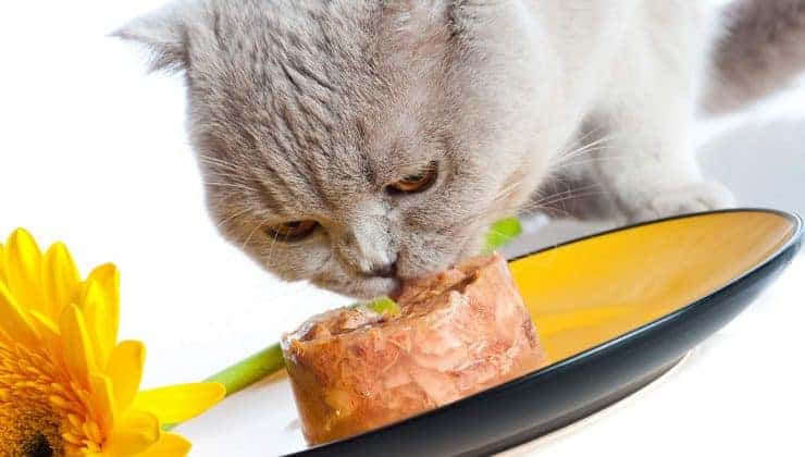 نکات عالی برای تغذیه مناسب گربه های خانگی