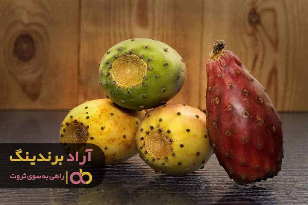 word image 206466 2 - برسی قیمت و خواص کاکتوس گلابی خاردار و نحوه خرید آن - خواص کاکتوس