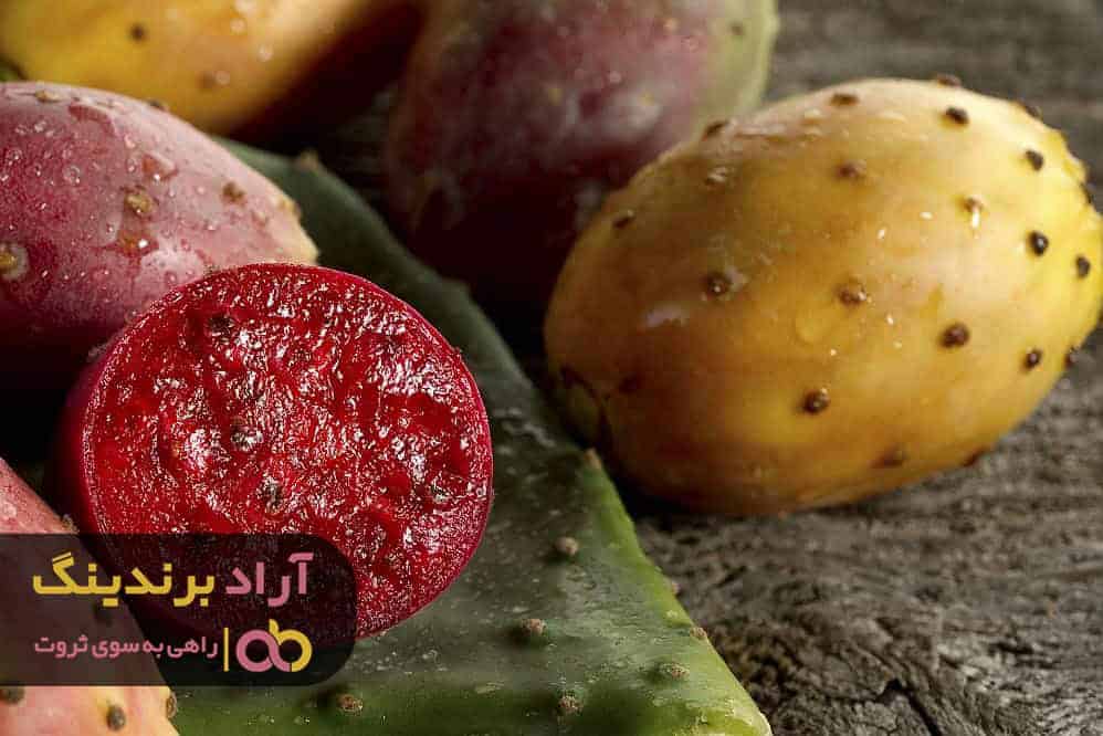 word image 206466 3 - برسی قیمت و خواص کاکتوس گلابی خاردار و نحوه خرید آن - خواص کاکتوس