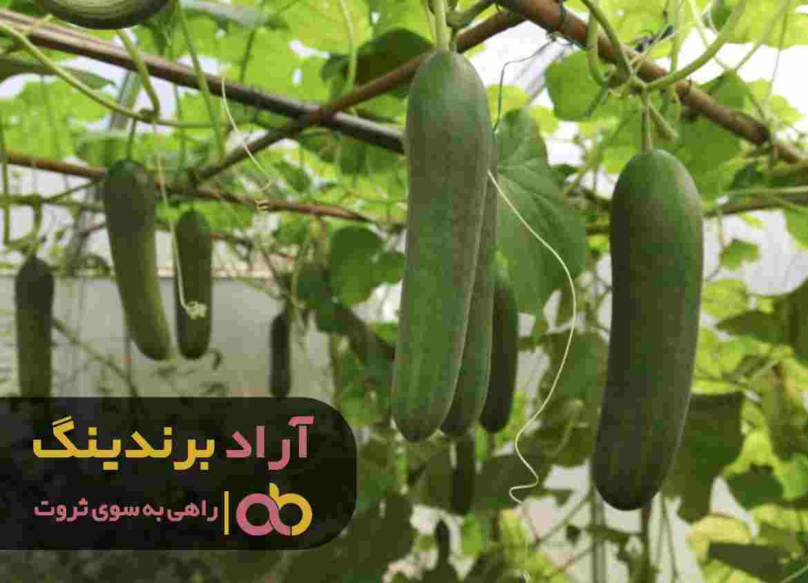 word image 207357 3 - خرید خیار درختی گلخانه ای یزد - خیار درختی