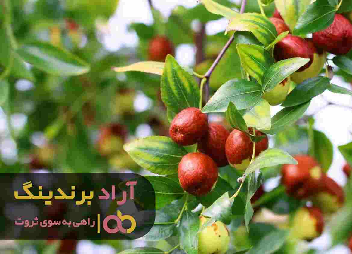 word image 207611 2 - فروش عناب تازه کوهی تهران - عناب تازه