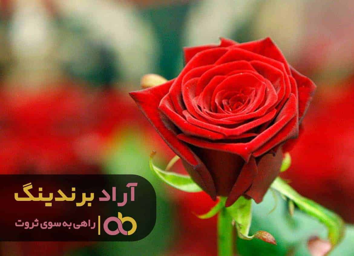 word image 208706 3 - قیمت گل رز هلندی هفت رنگ -
