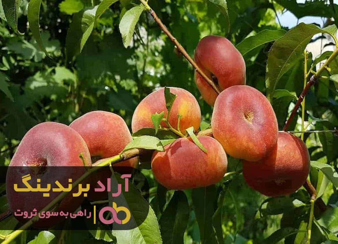 word image 208816 1 - قیمت هلو انجیری زعفرانی مالکی - هلو انجیری