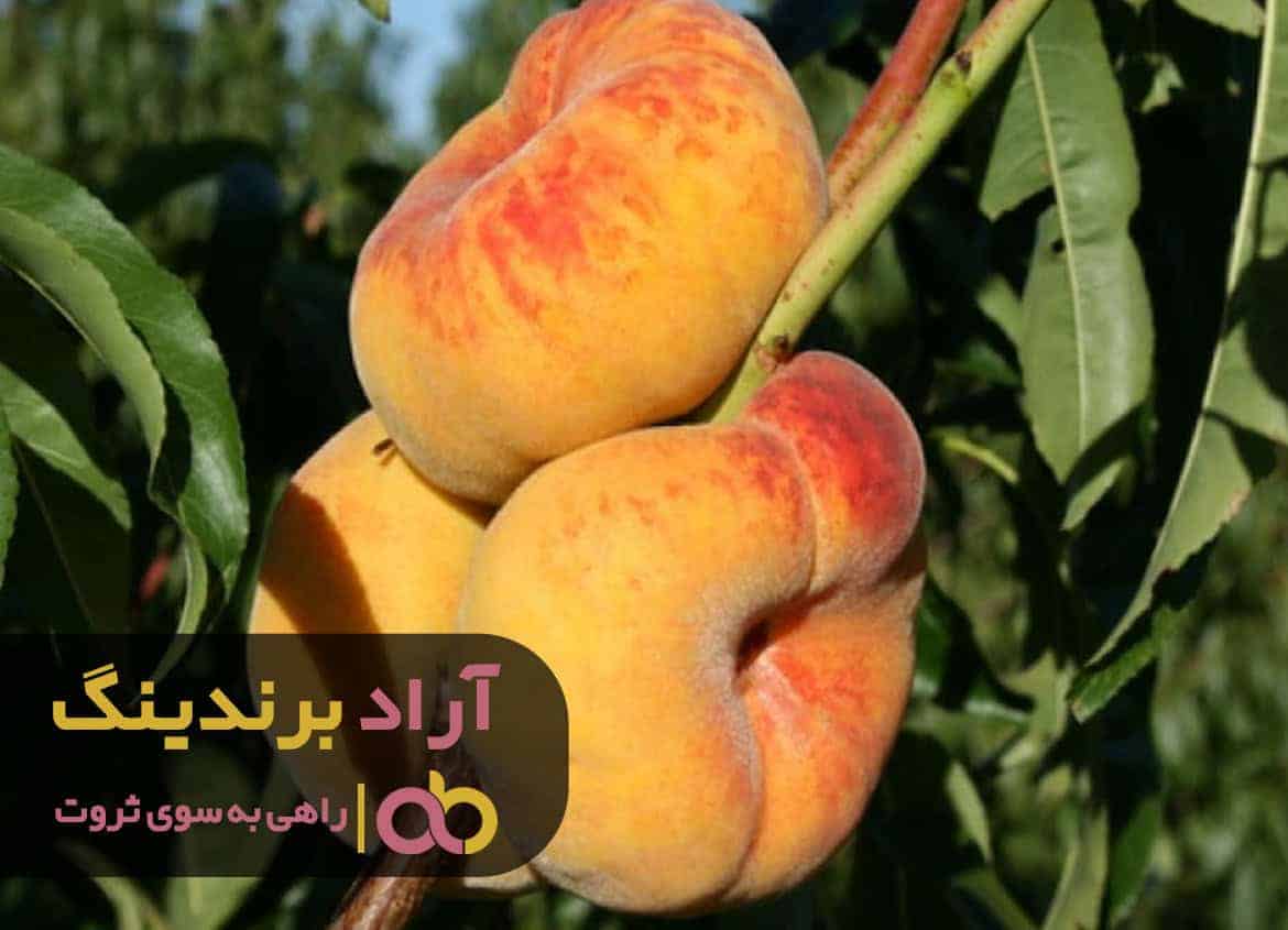 قیمت هلو انجیری زعفرانی مالکی