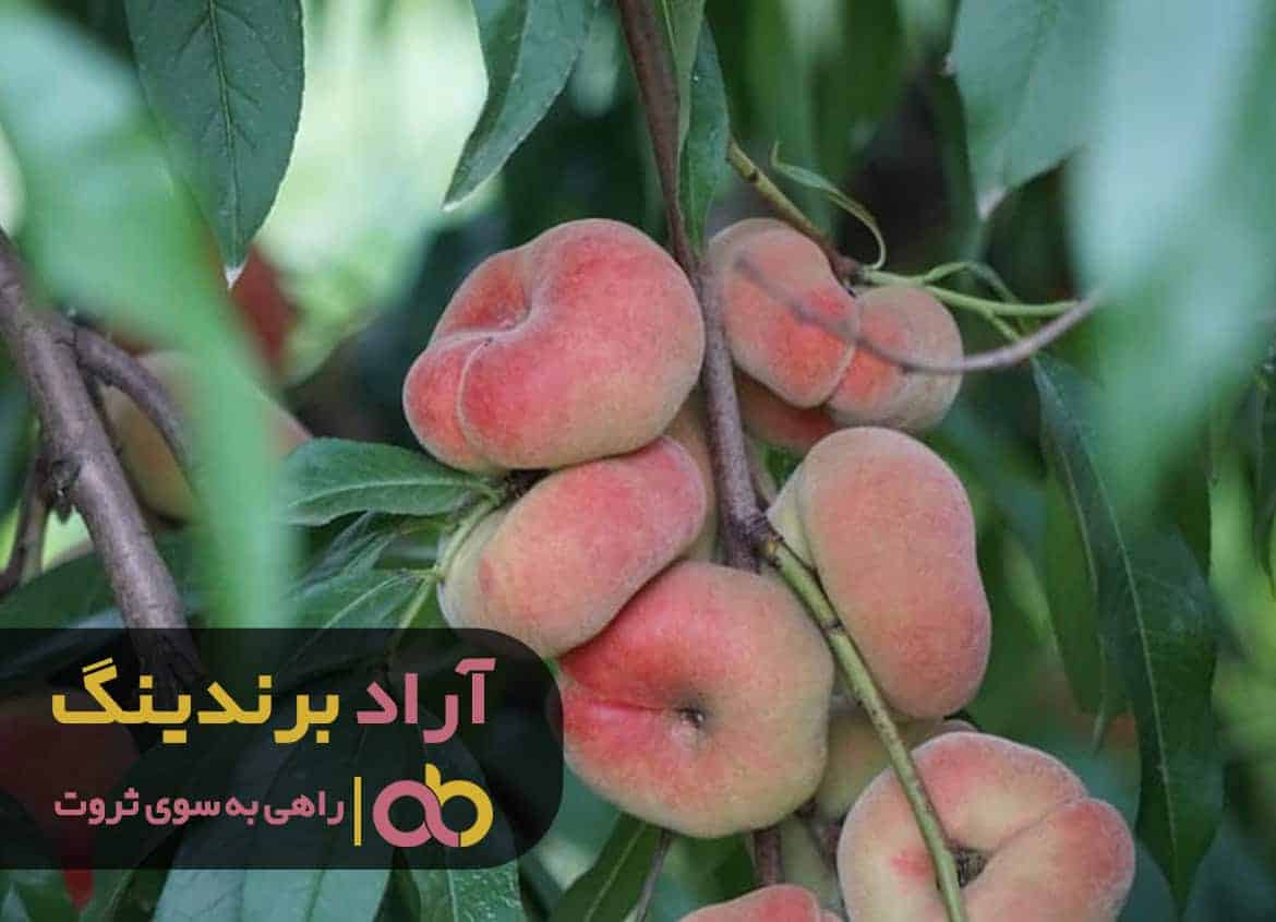 word image 208816 3 - قیمت هلو انجیری زعفرانی مالکی - هلو انجیری