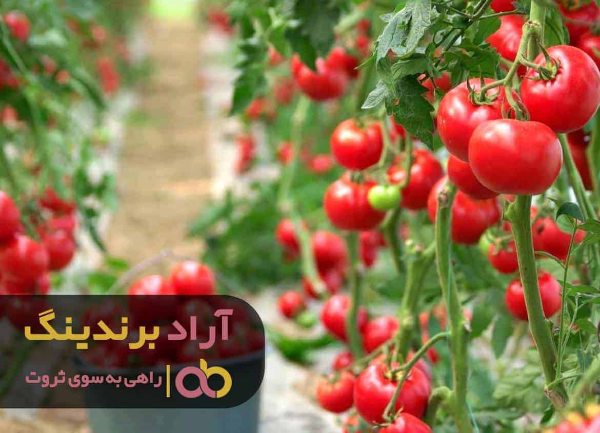 نکته های موفقیت که کمتر به ما می گویند چیست