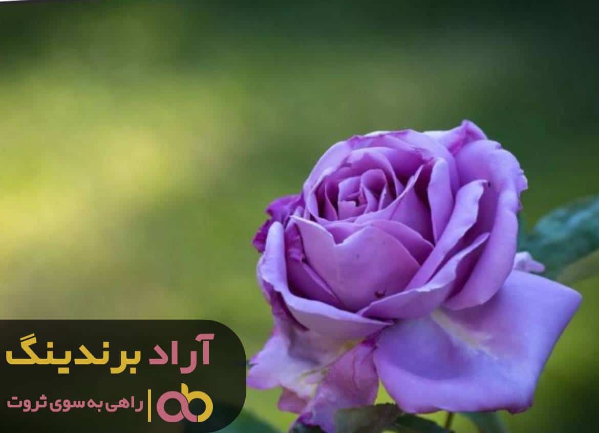 C:\Users\Zahra Afshar\Desktop\logo (10).jpg