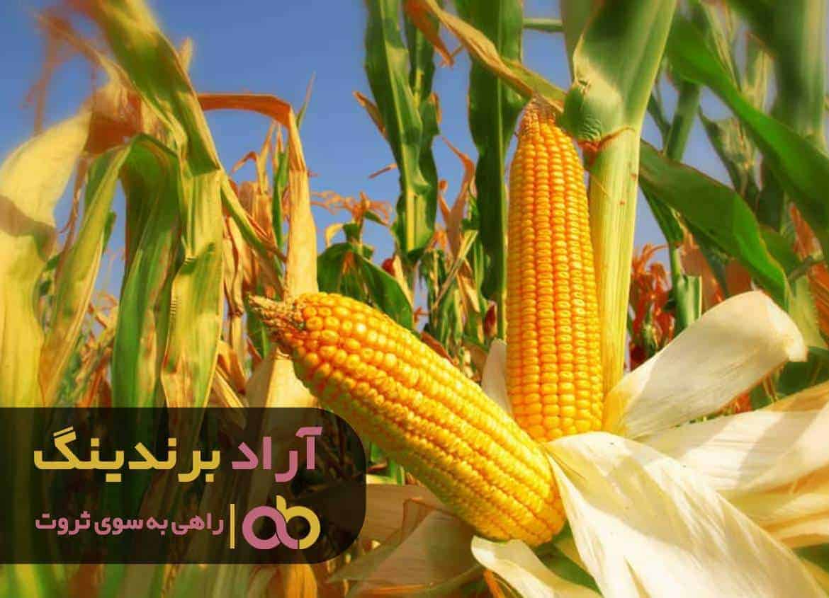 word image 209757 2 - ثروت و روزی زیاد فقط در چند روش موثر -