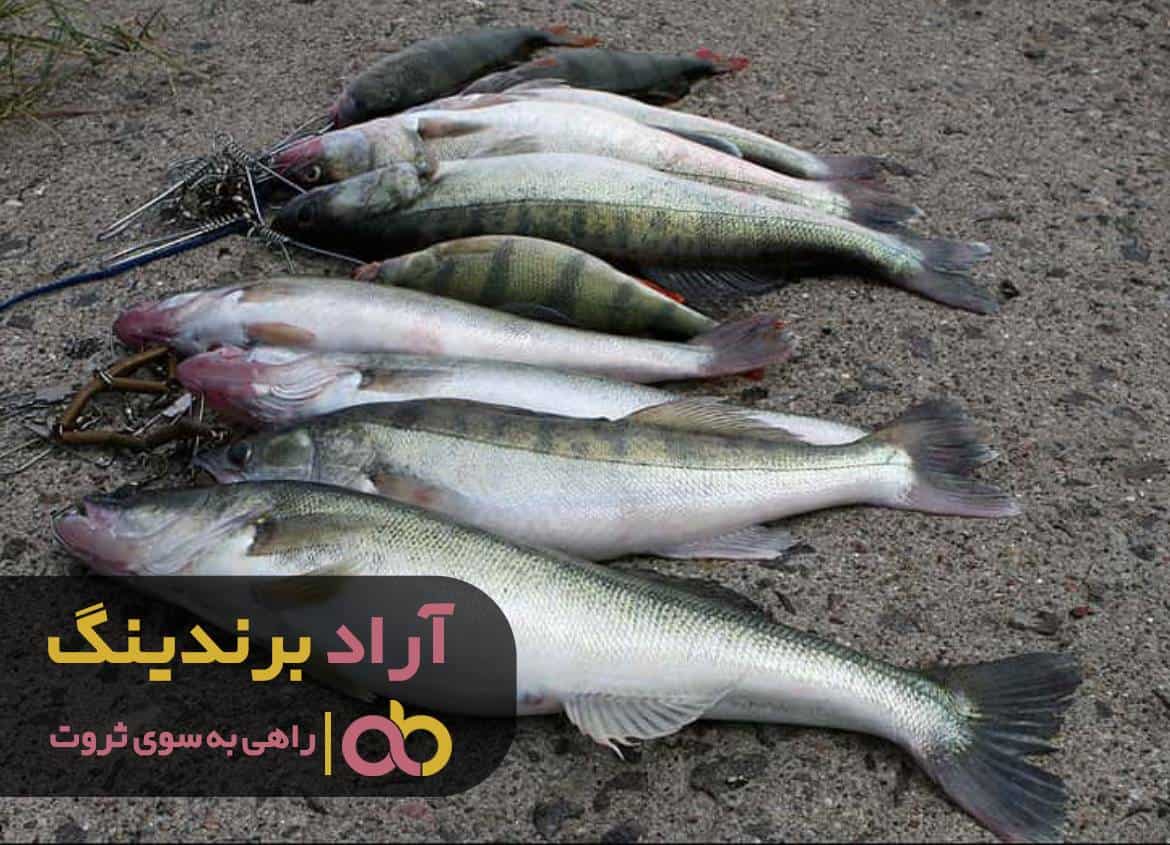 word image 211388 1 - مثل ماهی دل به دریا بزنید و کسب و کارتان را شروع کنید -
