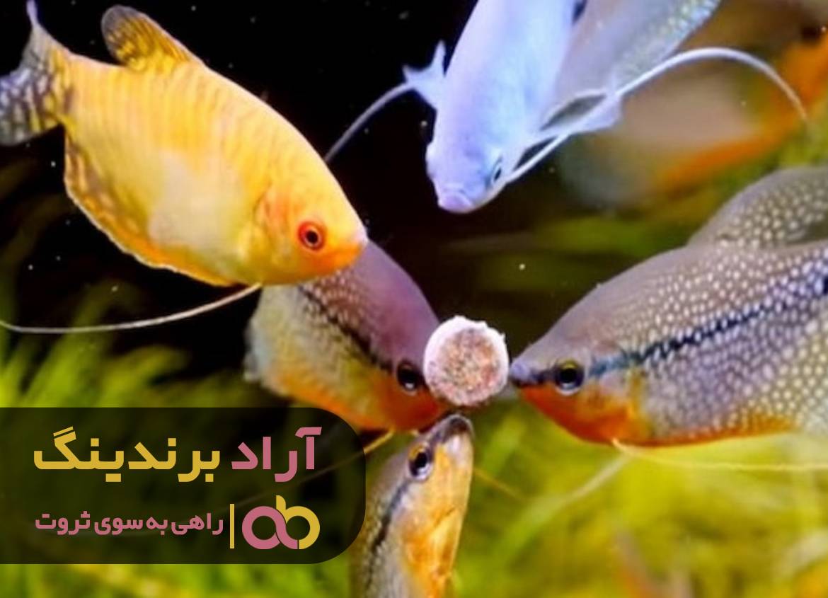 word image 211388 2 - مثل ماهی دل به دریا بزنید و کسب و کارتان را شروع کنید -