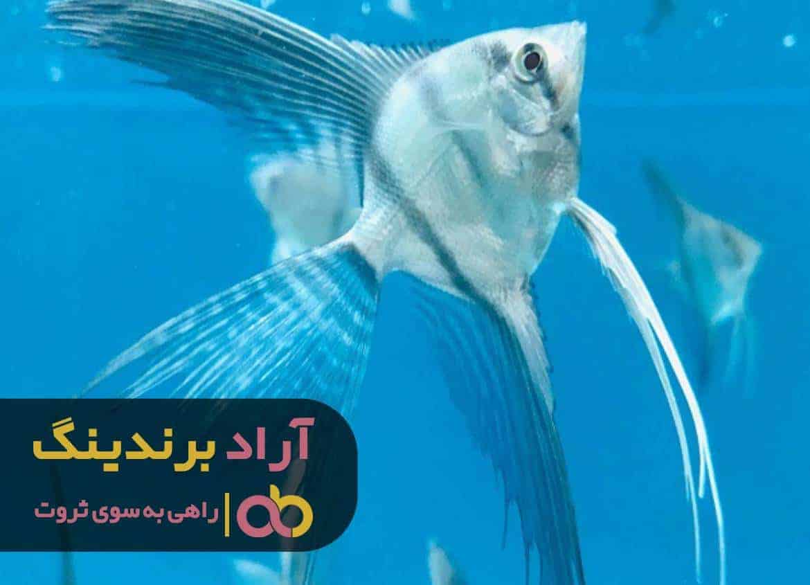مثل ماهی دل به دریا بزنید و کسب و کارتان را شروع کنید