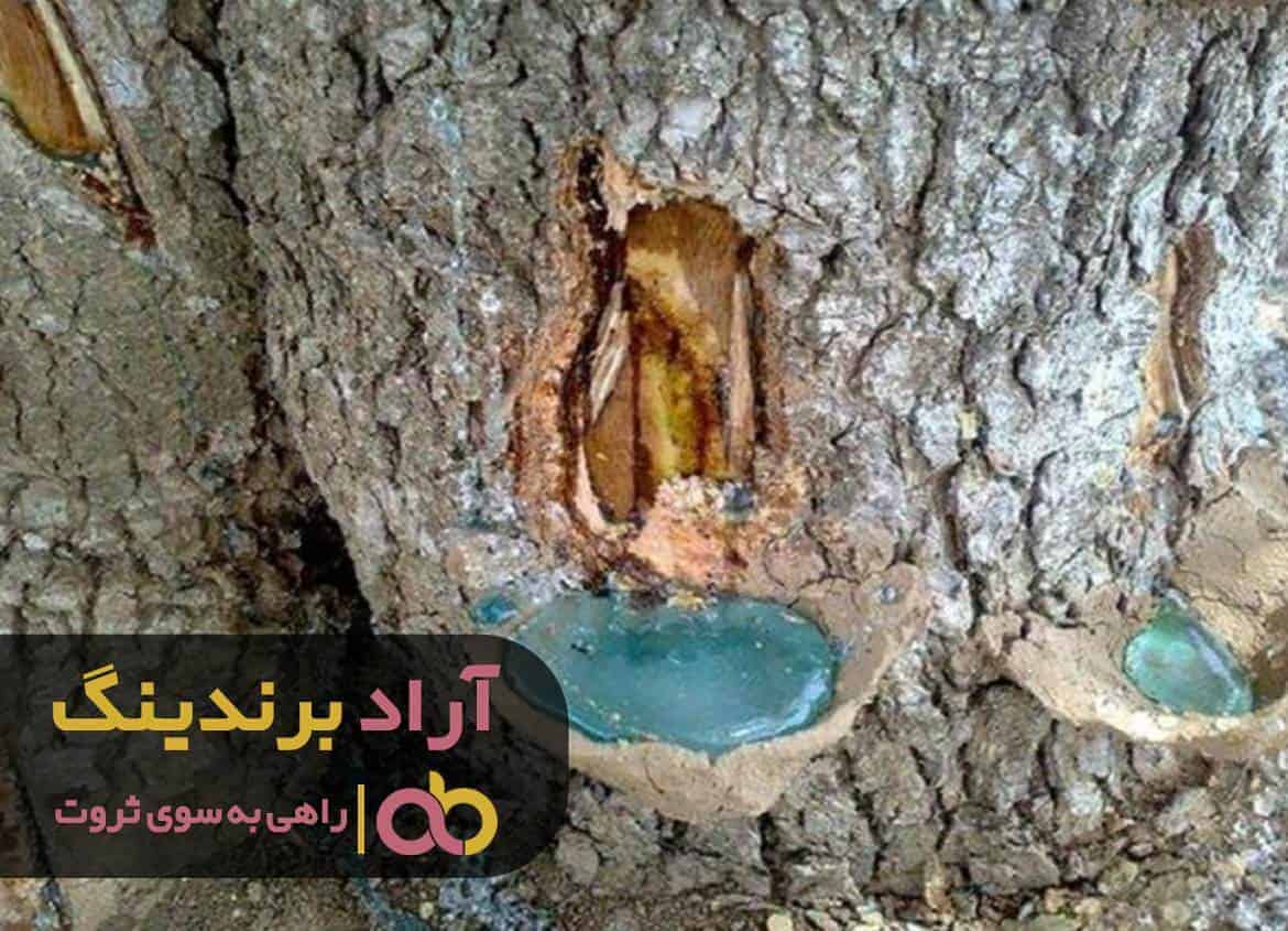 word image 211676 3 - با این تکنیک هدف های رویایی ام را به واقعیت تبدیل کردم -