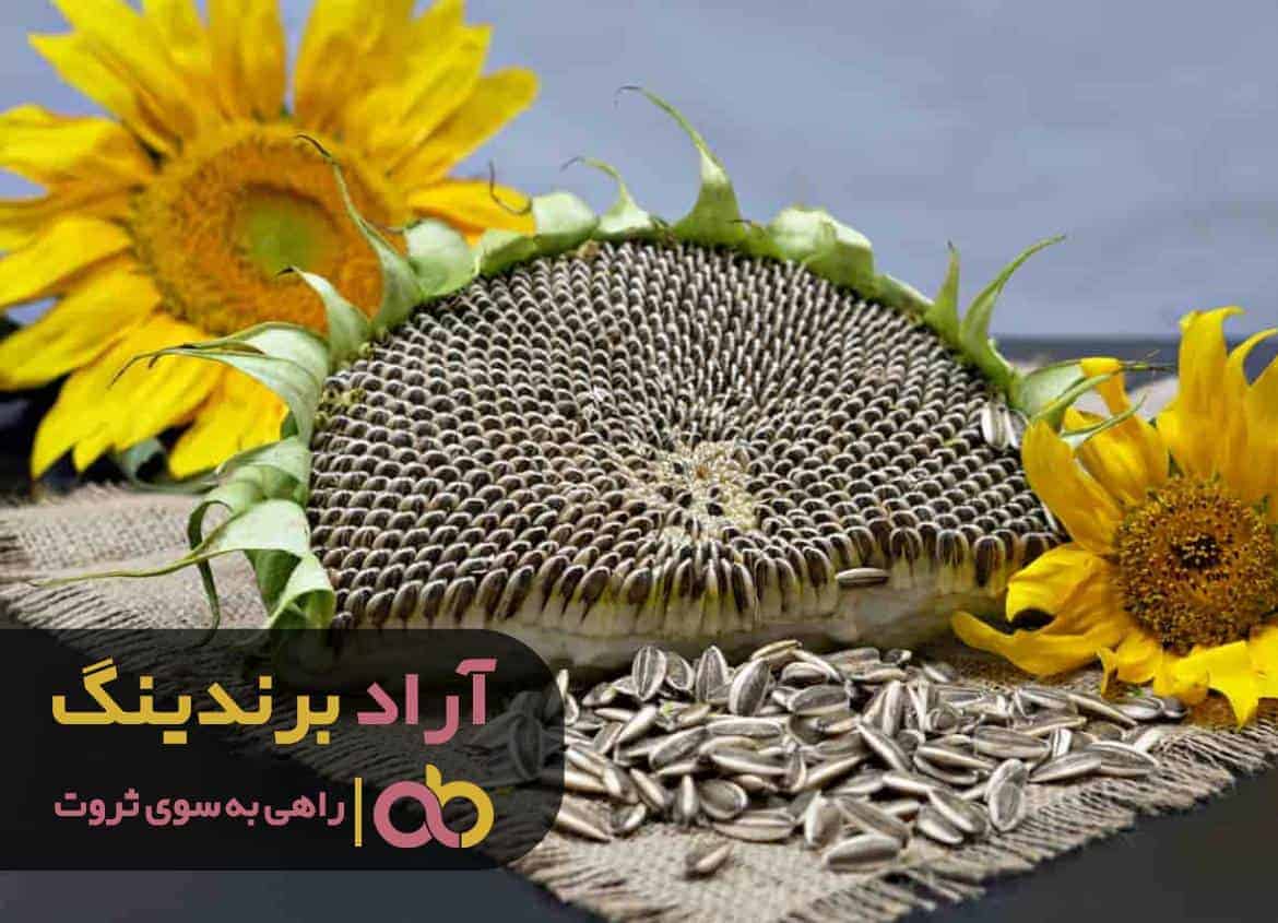 تخمه آفتابگردان گرما را به ثروت من هدیه داد