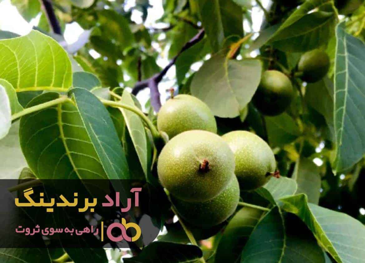 word image 212461 3 - با شبکه ارتباطی قوی ای که ایجاد کردم آرزوهام تحقق یافت -