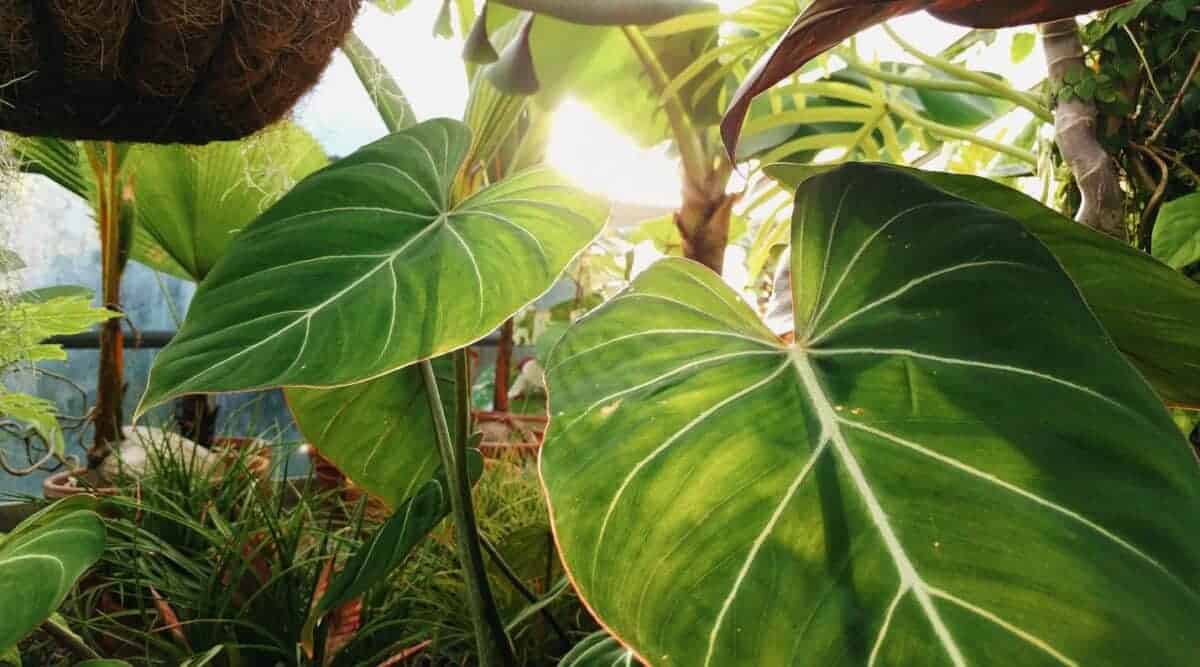 مراقبت از گیاهان در فضای خانه