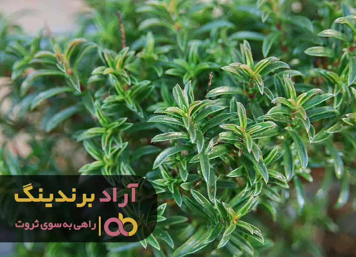 word image 215665 2 - محصولی که مرا در ثروت آفرینی نام‌ آور کرد -