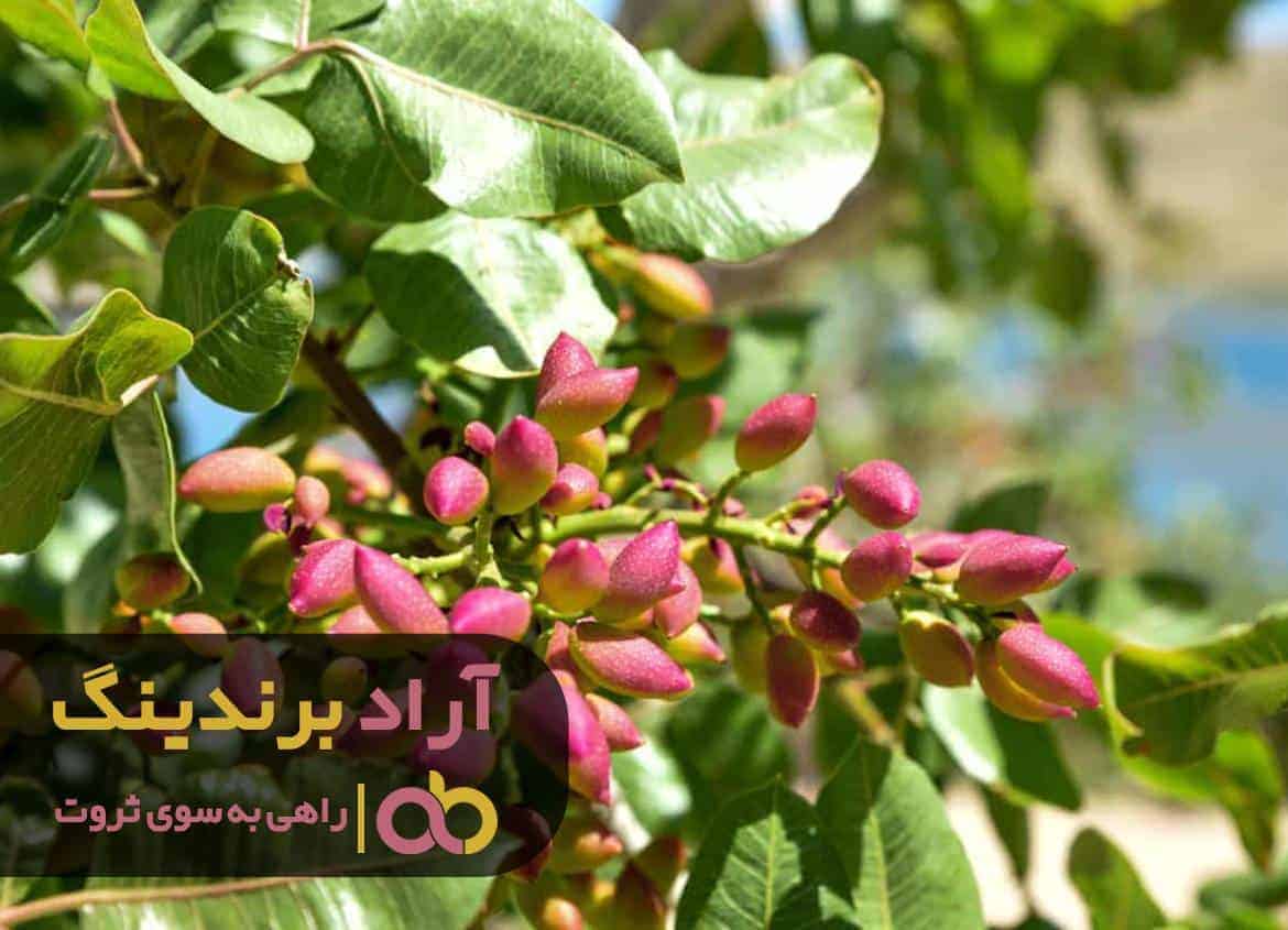 word image 215834 3 - مشکلات مالی را با درآمد دلاری حل کردم - پسته خشک
