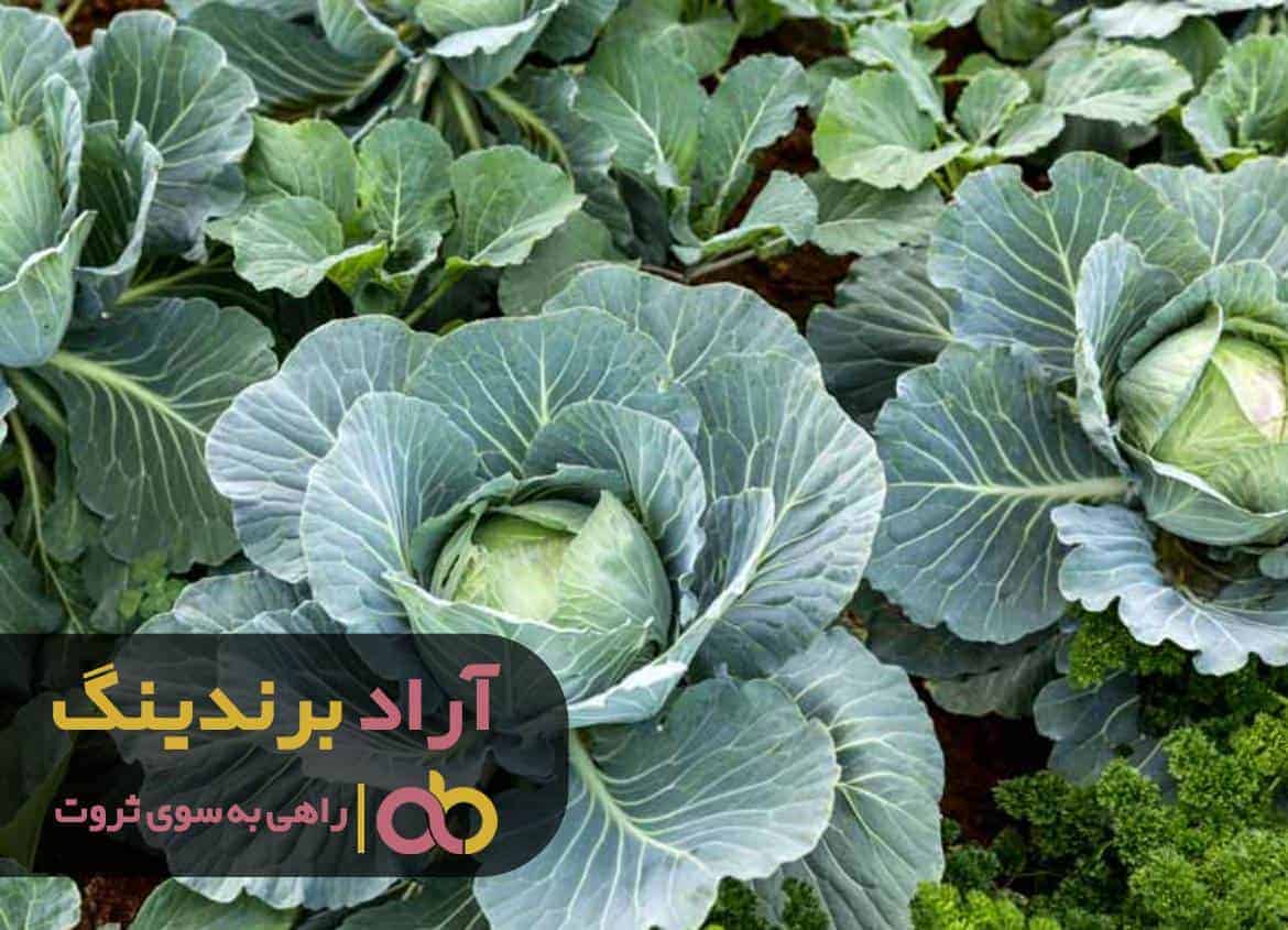 word image 216118 3 - نحوه رشد کلم از دانه -