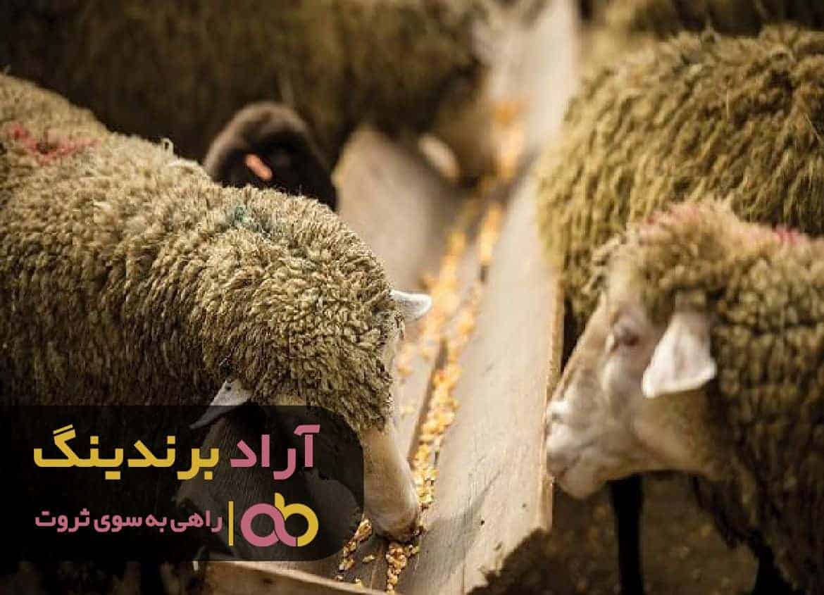 word image 217243 1 - با محصولی معجزه گر قدرتمند در مسیر پول ‌سازی حرکت کردم -