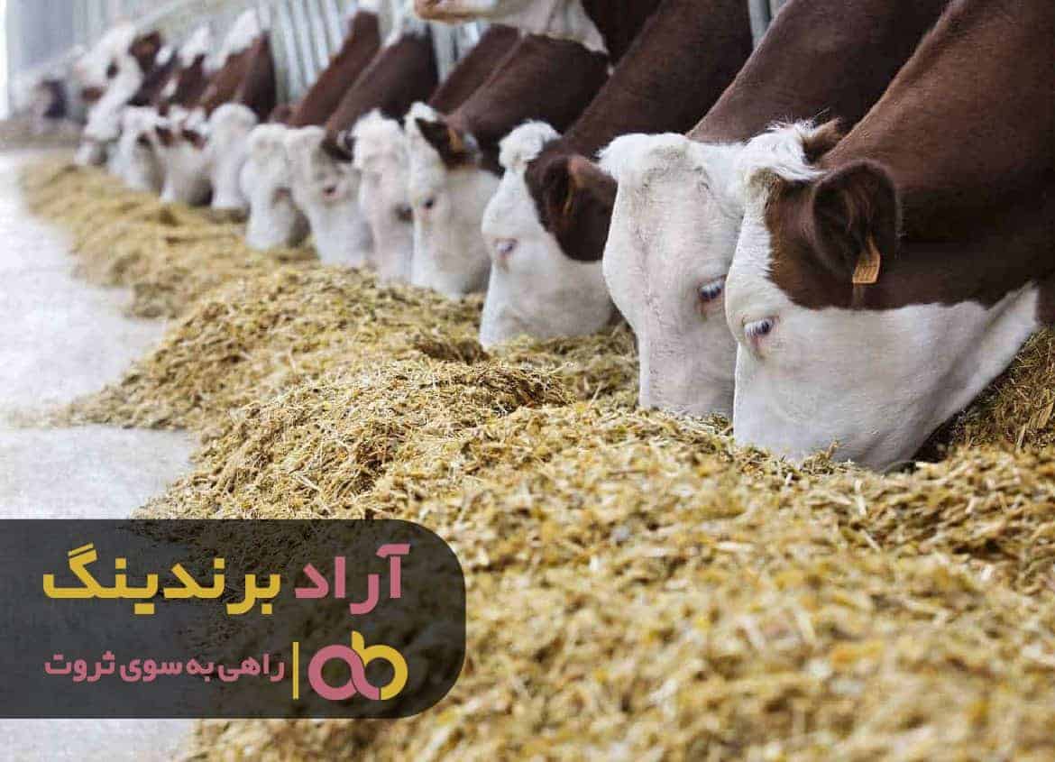 با محصولی معجزه گر قدرتمند در مسیر پول ‌سازی حرکت کردم