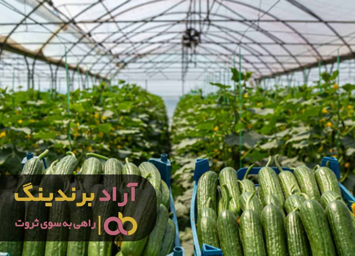 مزایای کاشت خیار در گلخانه