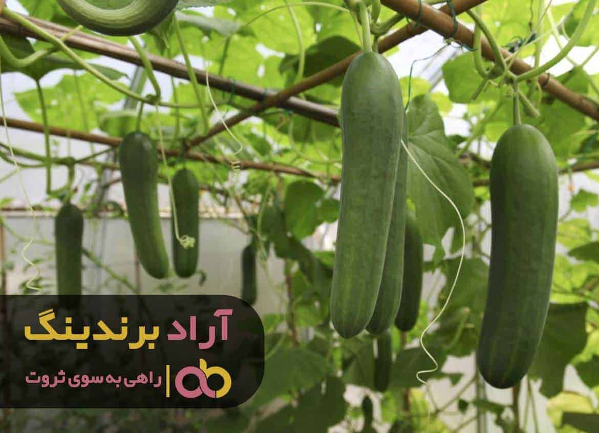 word image 219726 2 - مزایای کاشت خیار در گلخانه -