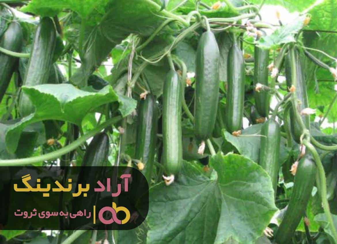 word image 219726 3 - مزایای کاشت خیار در گلخانه -