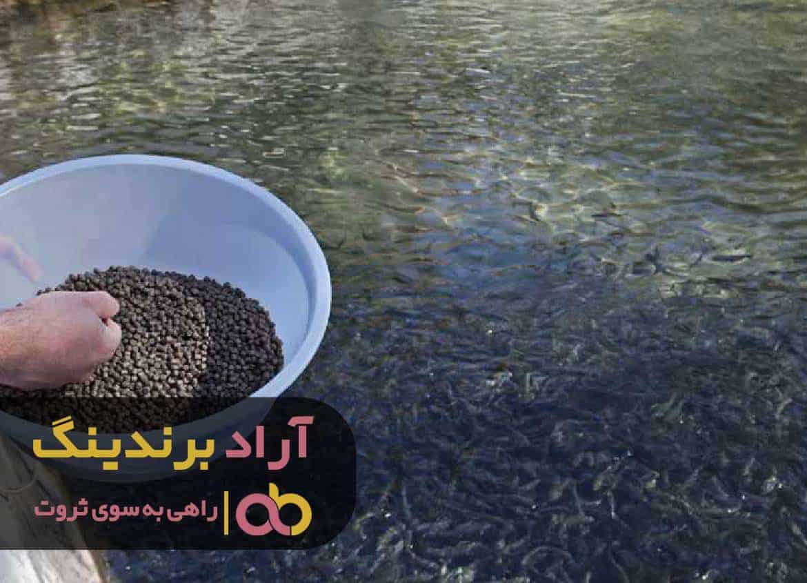 میلیونر شدن را با خوراک ماهی به دست آوردم