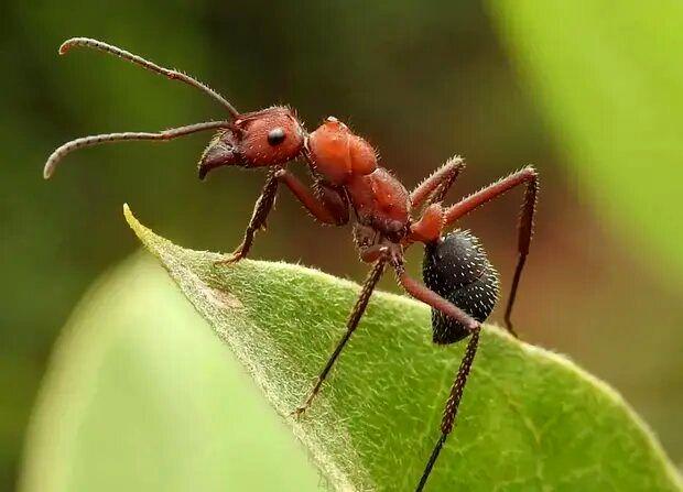 مورچه - کشف مورچه‌ عظیم‌الجثه/ او به اندازه یک پرنده است!+تصاویر -