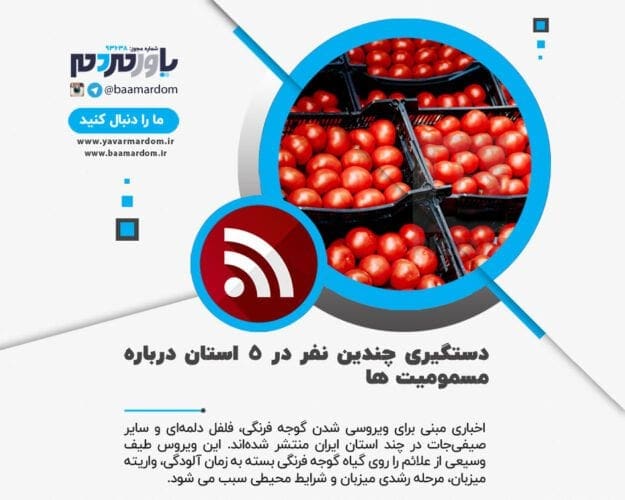 ماجرای ویروسی شدن گوجه فرنگی‌ها در چند استان کشور چیست؟ - ماجرای ویروسی شدن گوجه فرنگی‌ها در چند استان کشور چیست؟ - ویروس گوجه