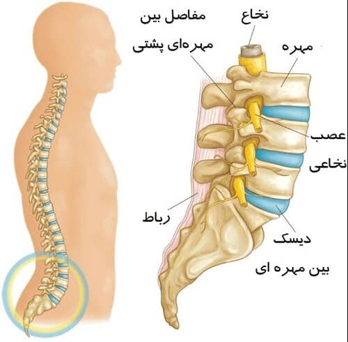 word image 260543 2 - بهترین جراح تنگی کانال نخاعی در تهران - برنامه طبیب