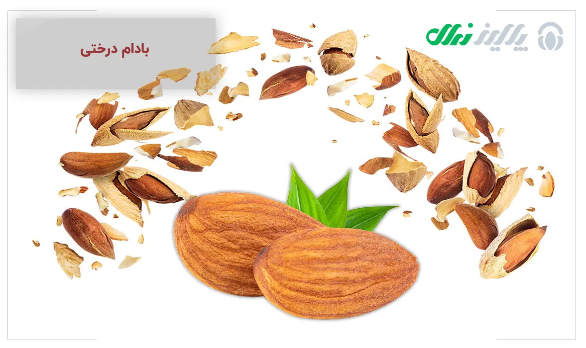 word image 262644 3 - چه مدت بعد از خرید نهال باید به فکر هرس آن باشیم؟ - خرید نهال