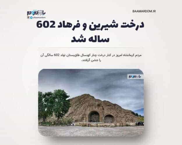 درخت شیرین و فرهاد ۶۰۲ ساله شد - درخت شیرین و فرهاد ۶۰۲ ساله شد + عکس - درخت چنار
