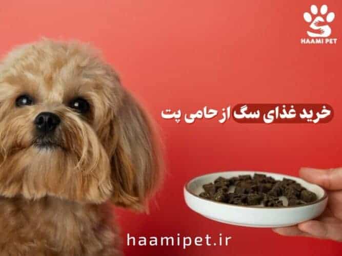 خرید غذای سگ از پت شاپ حامی پت با قیمت ارزان و کیفیت بالا