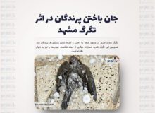جان باختن پرندگان در اثر تگرگ مشهد