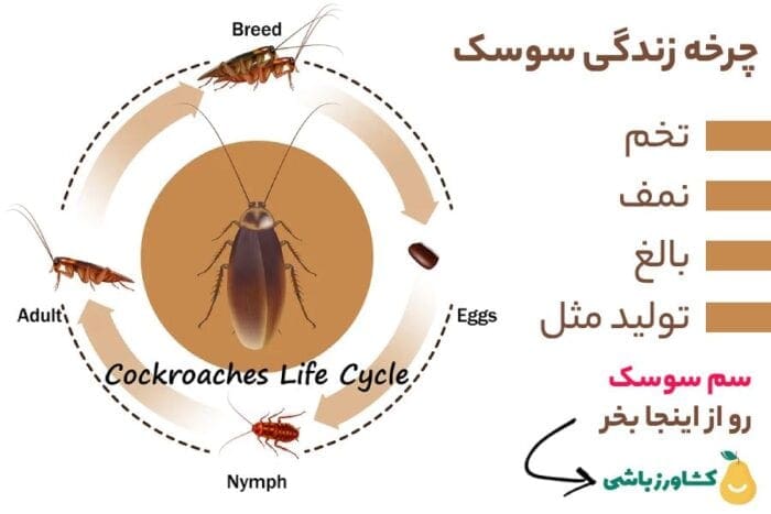 چرخه زندگی سوسک