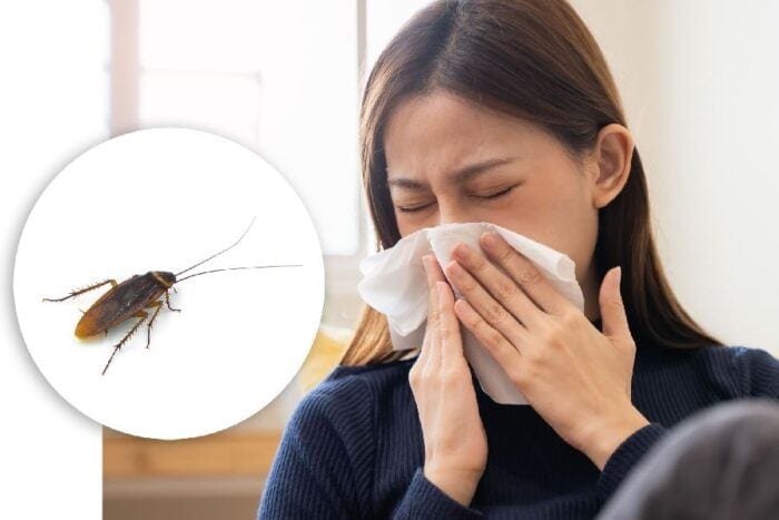خطرات سوسک برای انسان