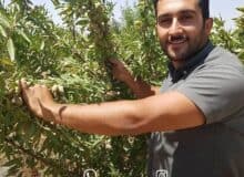 رازهای کاشت نهال بادام، از انتخاب تا برداشت یک باغ پربار