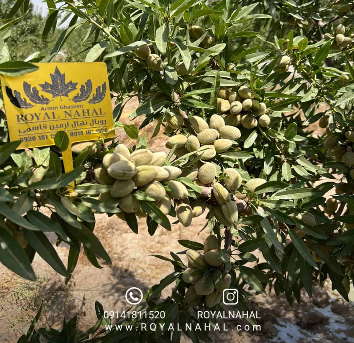 نهال بادام دیمی