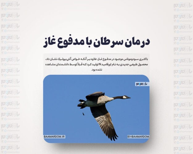 درمان سرطان با مدفوع غاز - درمان سرطان با مدفوع غاز - درمان سرطان