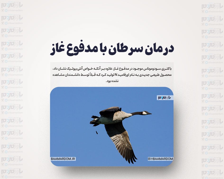 درمان سرطان با مدفوع غاز