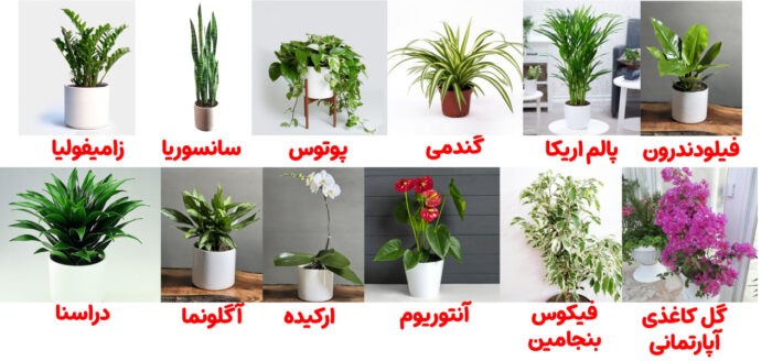 عکس گل آپارتمانی