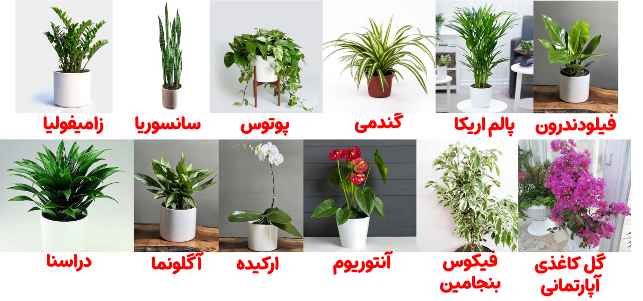 گل آپارتمانی مناسب شما کدام است؟