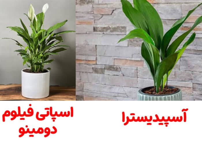 گل اسپاتی فیلوم دومینو و آسپیدیسترا