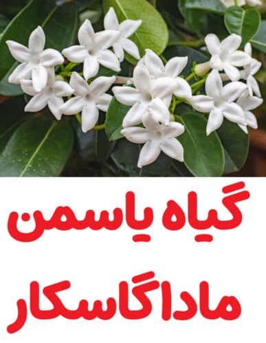 عکس گل یاسمن