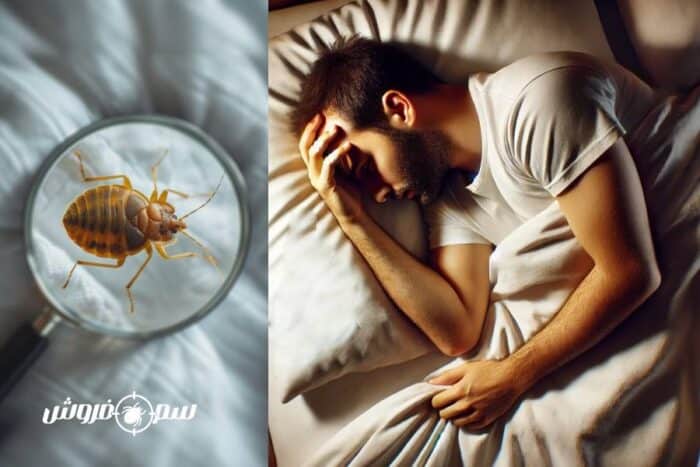 نکاتی برای پیشگیری از بازگشت ساس‌ها